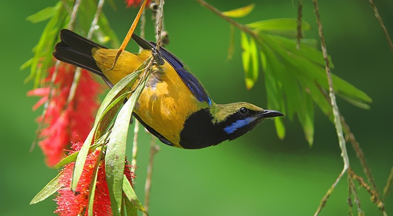 Фестиваль наблюдения за птицами в Малайзии